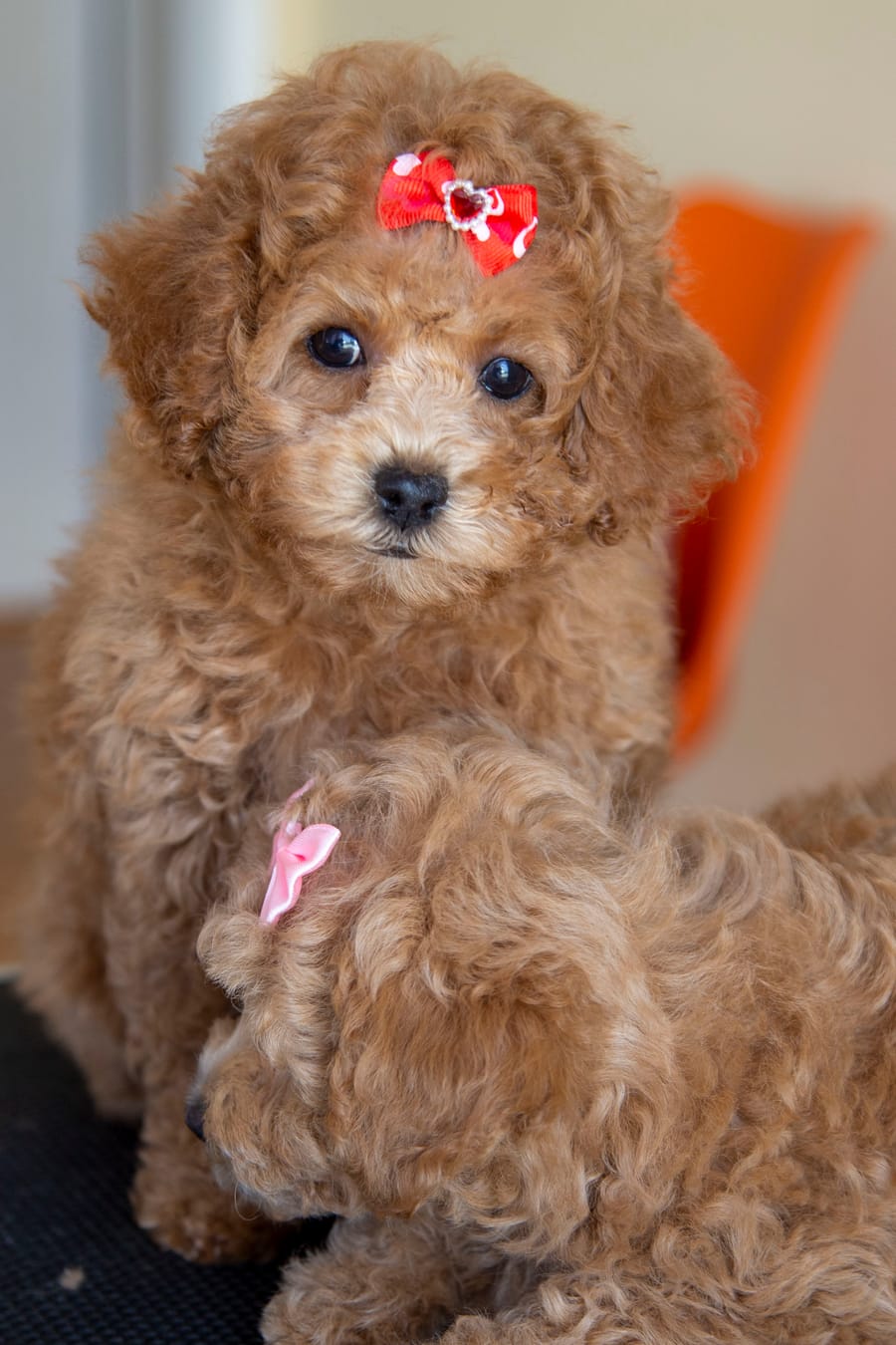 Our Furry Friends